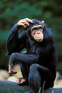 chimpscratching185