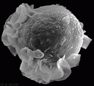 b-cell-buds-virus_c2005AECO